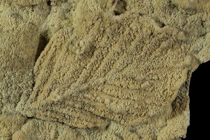Life-Like Fossil Leaves Preserved In Travertine - Austria #77910